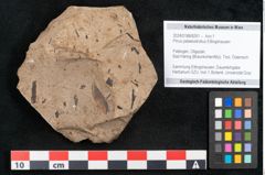 Foto (Objekt + Etikett) von Pinus palaeostrobus Ettingshausen (NHMW-GEO-2024-0188-8261)